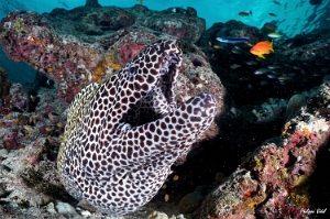 Maldives 2021 - Murene leopard  - Blackspotted morey  - Gymnothorax favagineus - DSC00847_rc